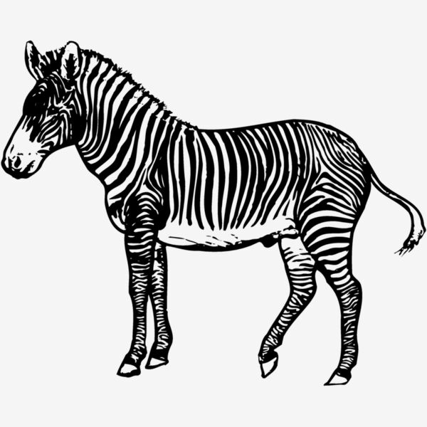 ZEBRA003 Thumbnail