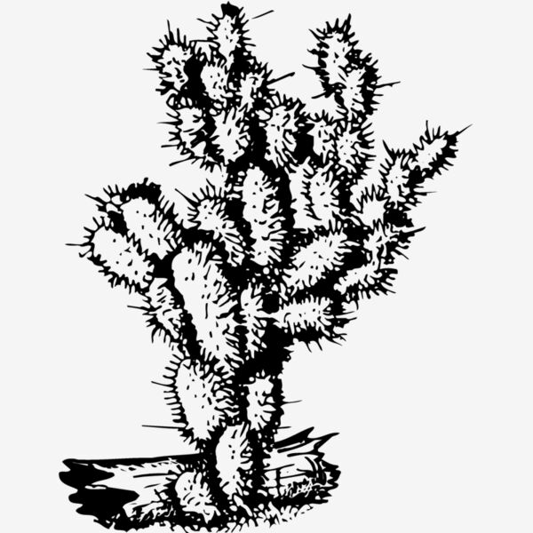 CACTUS09 Thumbnail